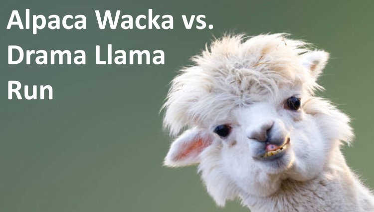 Phoenix Running Ltd, PHOENIX - Surrey - Alpaca Wacka vs Drama Llama Run - online entry by EventEntry