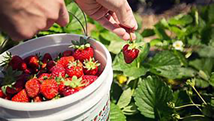 FirstandLastRunning, Strawberry Fields 4dayer - Day 4 - online entry by EventEntry